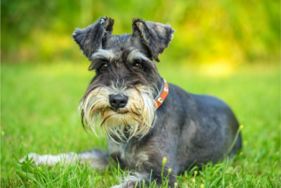 Schnauzer - Schnauzer Gifts Shop